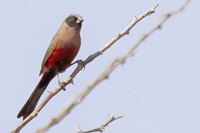 Estrilda erythronotos